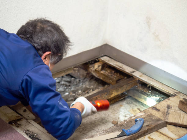 Best Mold Remediation  in Sheldon, IL