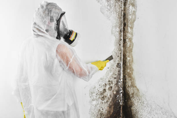 Best Residential Mold Removal  in Sheldon, IL
