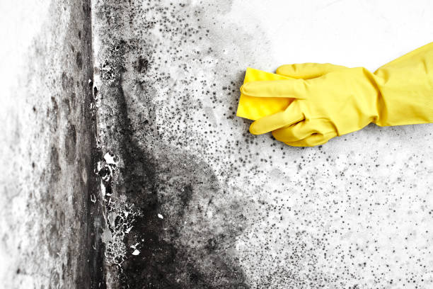 Attic Mold Removal in Sheldon, IL