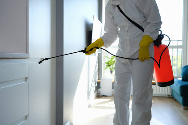 Best Fast Mold Removal  in Sheldon, IL