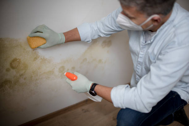 Certified Mold Removal in Sheldon, IL