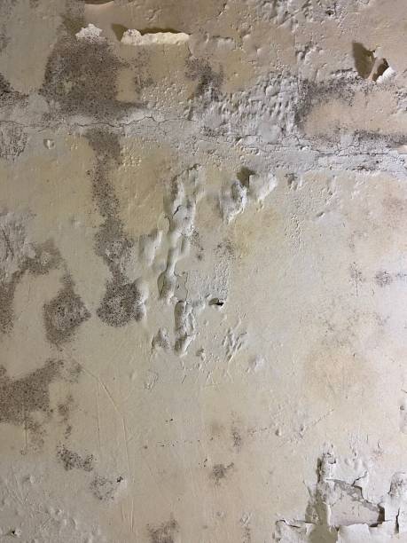 Best Mold Testing  in Sheldon, IL