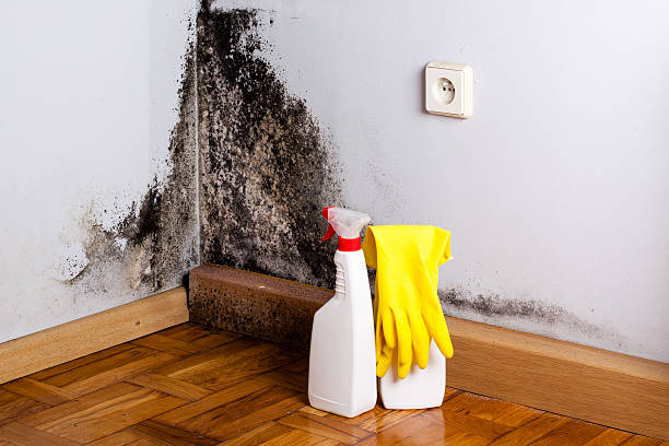 Best Mold Cleaning Services  in Sheldon, IL