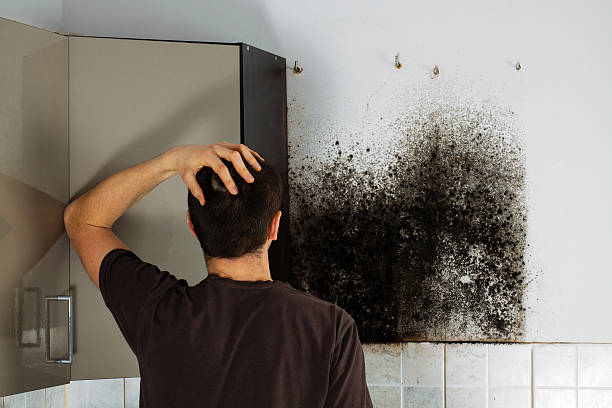 Best Mold Remediation  in Sheldon, IL