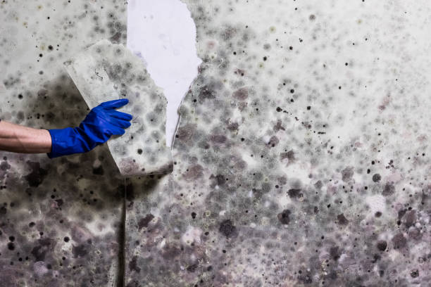 Best Mold Testing  in Sheldon, IL