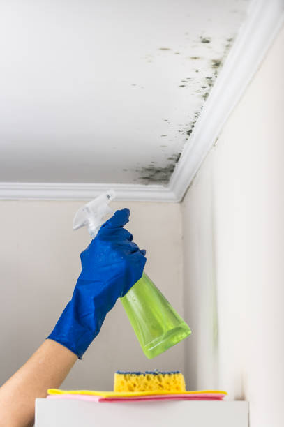 Best Local Mold Removal Service  in Sheldon, IL